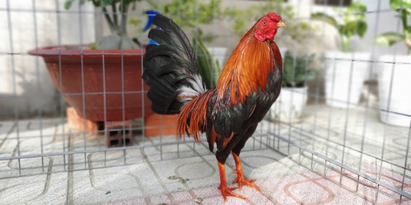 3 giống gà asil được ưa thích nhất