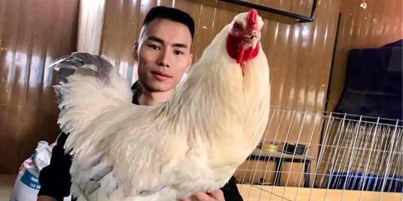 4 đặc điểm nổi bật chỉ có ở giống gà Brahma