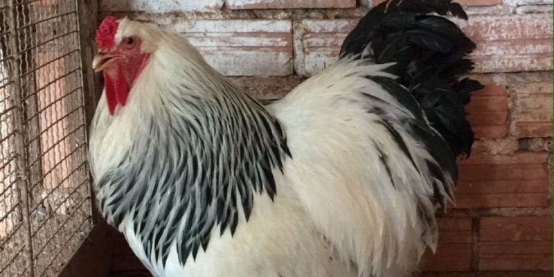 Giống gà kỳ lân Brahma có ưu và nhược điểm gì?