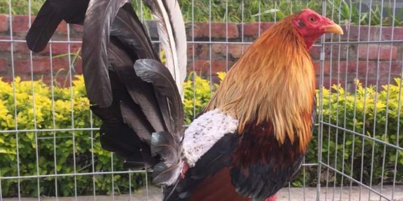 Gà chọi cuban có đặc điểm gì?
