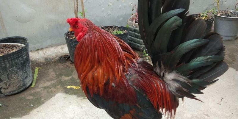 3 màu mạng gà điều tai gemwin là gì?