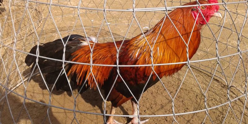 Cách chọn ngày đẹp để chọi gà điều tai gemwin