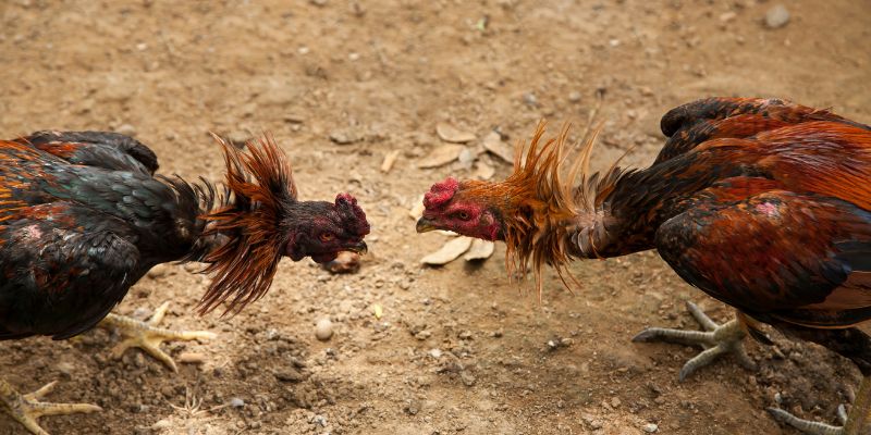 Tìm hiểu gà Mỹ tai gemwin là gì?