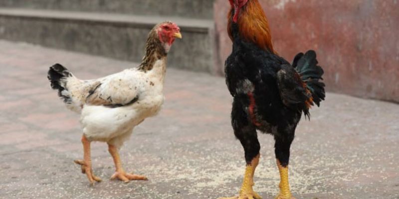 Sư kê Gemwin chia sẻ gà Hồ có đặc điểm gì nổi bật?