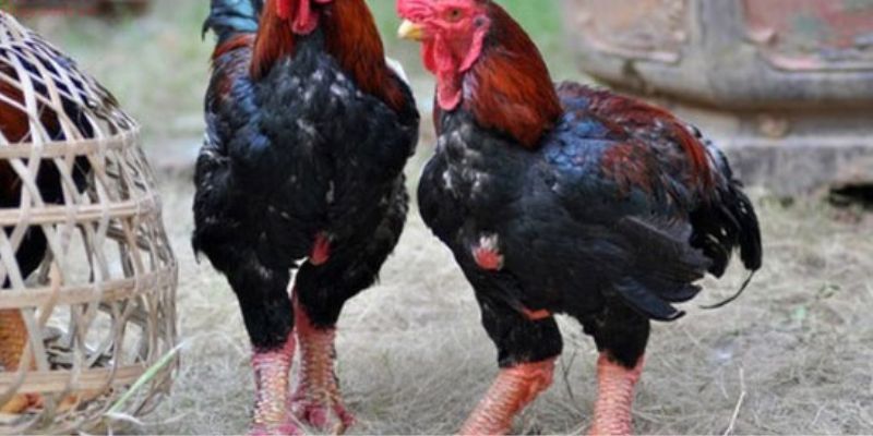 Khi chăm sóc gà Hồ cần chú ý điều gì?