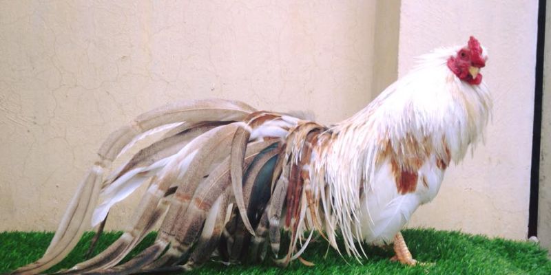 Thông tin về gà tre Tân Châu là gì tai gemwin?