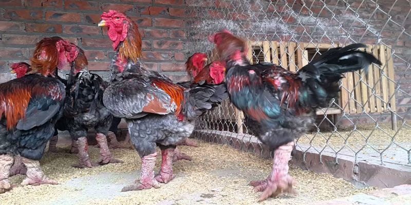 Gà chọi Đông Tảo trưởng thành