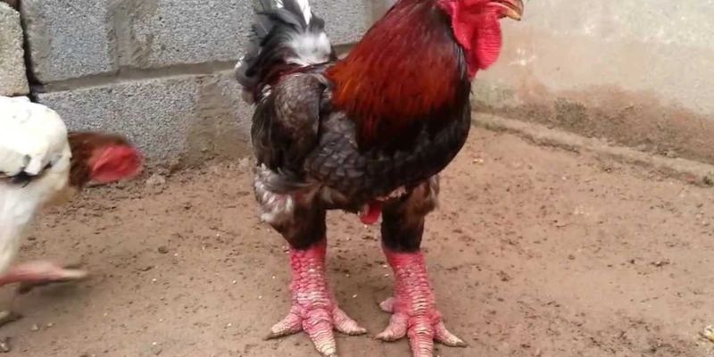 Phân biệt gà Đông Tảo thuần chủng non