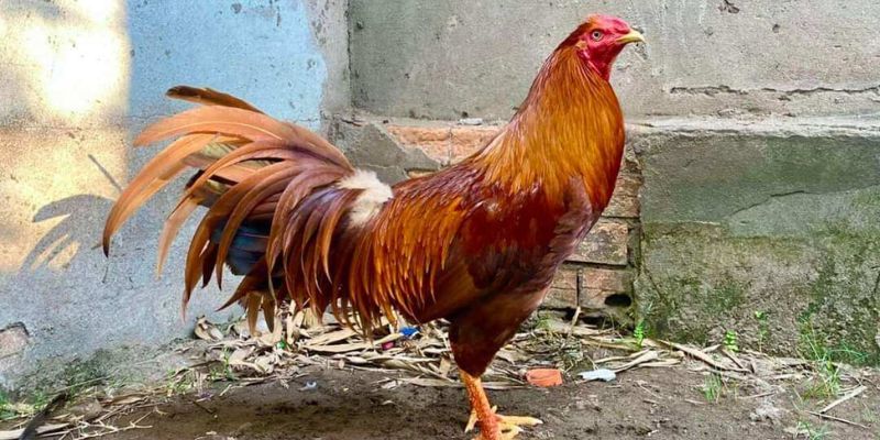 Vì sao gà khét được kê thủ lựa chọn thi đấu?