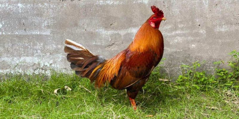 Gem win giải thích gà khét là gì?