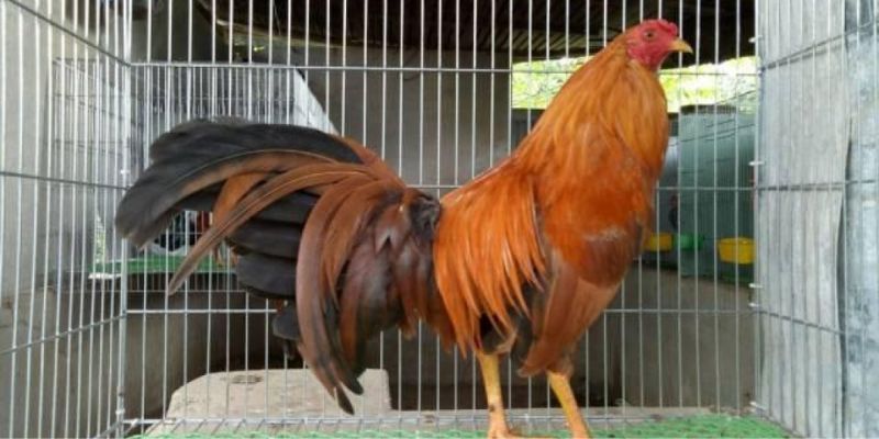3 loại chân gà khét được kê thủ săn tìm 2024
