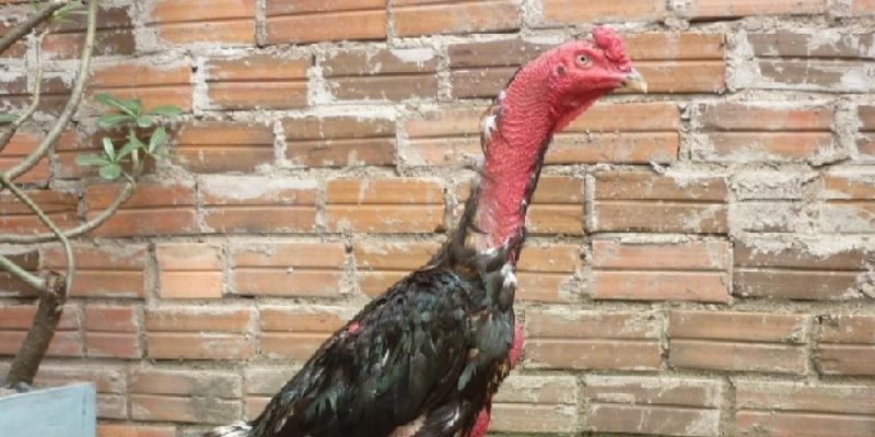 Cách phân biệt gà chọi cựa và gà nòi đòn