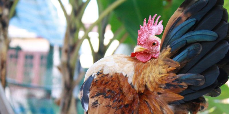 Gà Serama giống Châu Âu