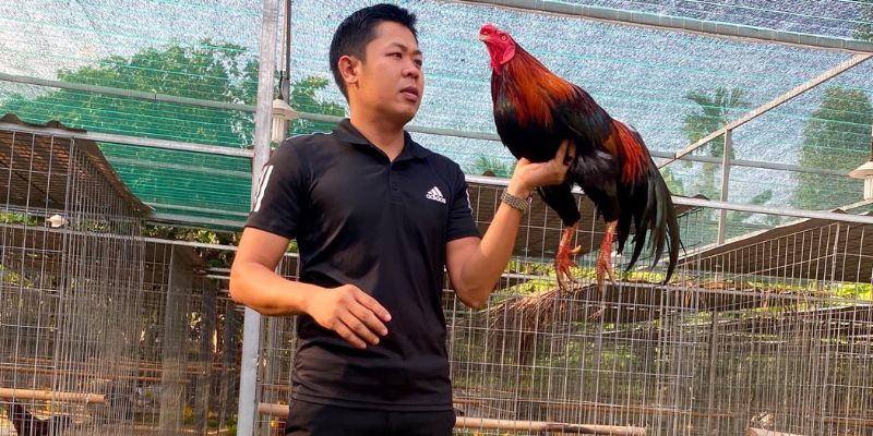 Gem win giới thiệu về trại gà Hưng Cần Thơ