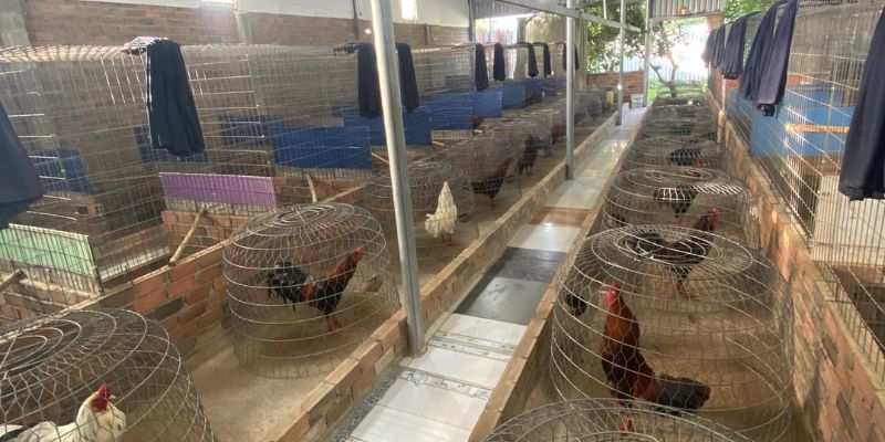 2 giống chiến kê được yêu thích ở trại gà Hưng Cần Thơ